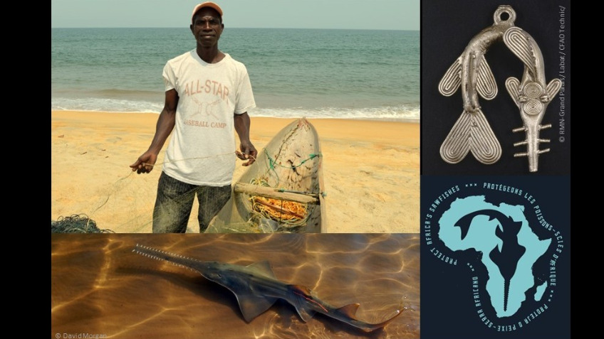 Searching for sacred sawfish in Ghana