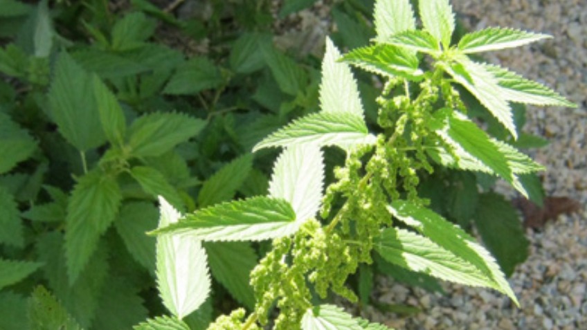 Start up fund for Nettles Herbal Clinic