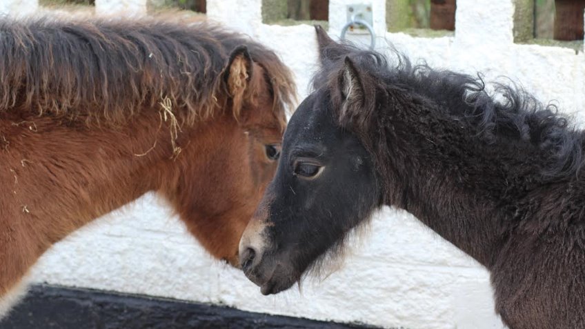 The Moorland Gelding Project
