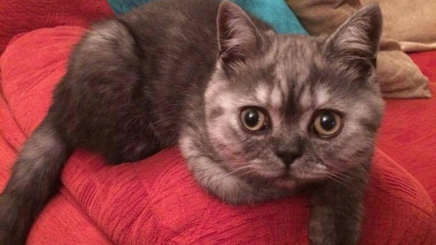 Help Save Thomas the Cat