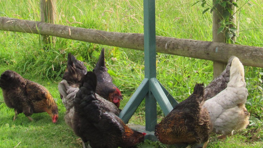 Rhodri's Eggcellent Egg Company