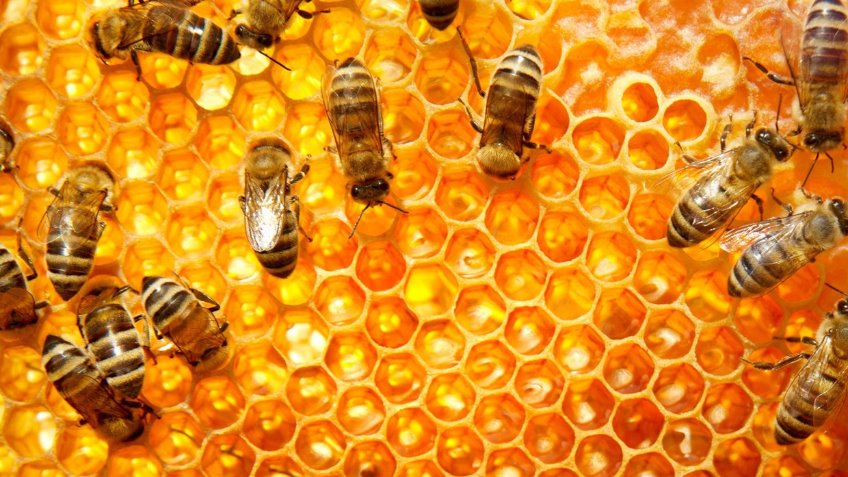Bee Happy Honey Project