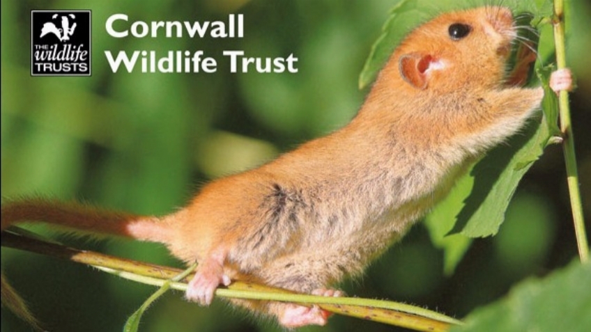 Cornwall Wildlife Trust - Power for Wildlife