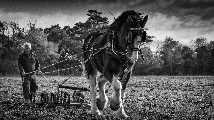 Save the UK's Heavy Horses
