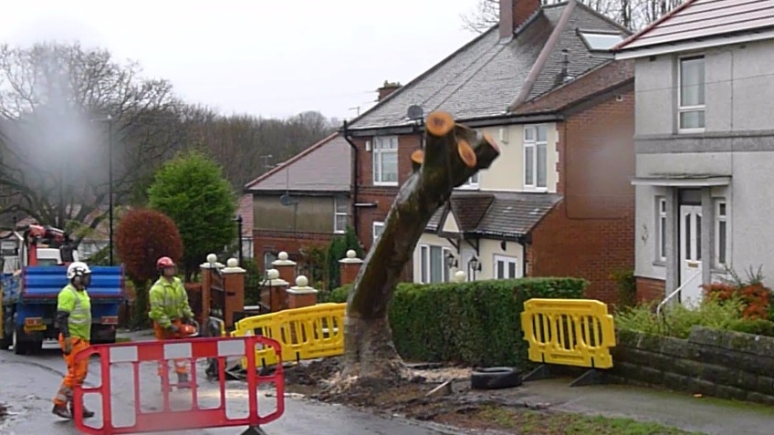 Sheffield Street Trees Legal Fund Continuation 3