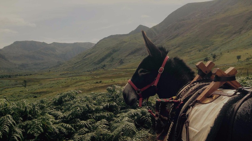 Snowdonia Donkeys