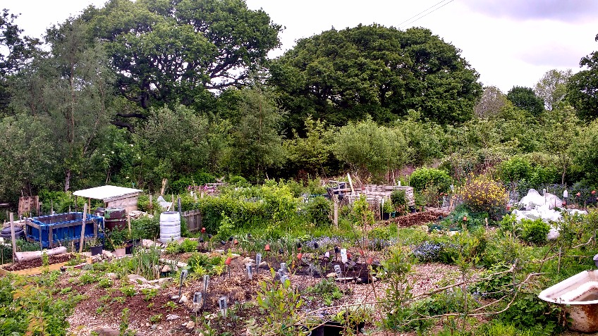 Tregarth Community Allotments