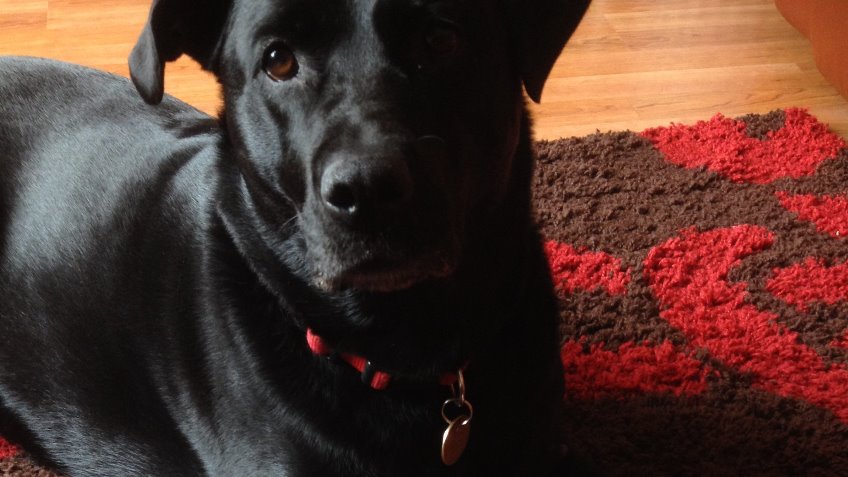 Cararact Operation for my dog