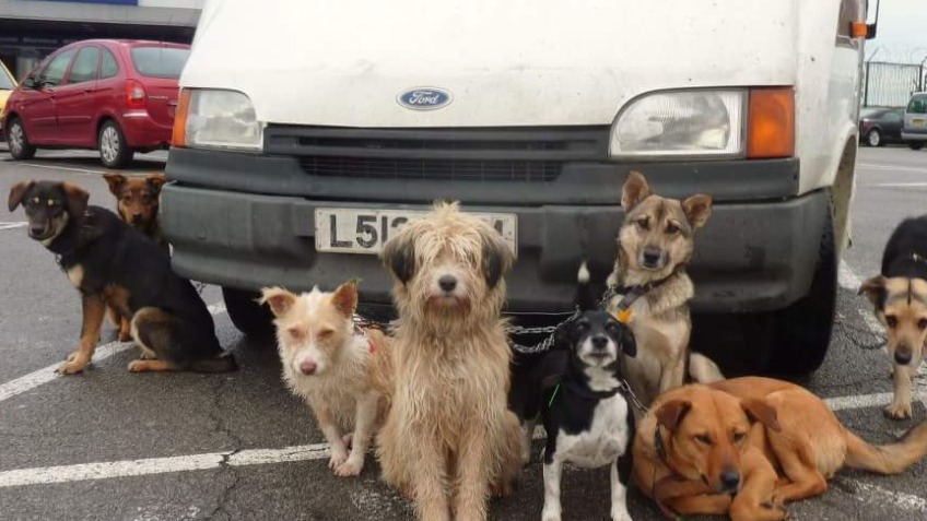 Bulgarian dog rescue mission a Community crowdfunding