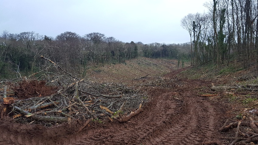 Replanting Churston Woods