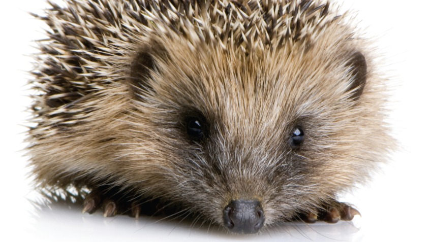 Supporting the hedgehogs in our care