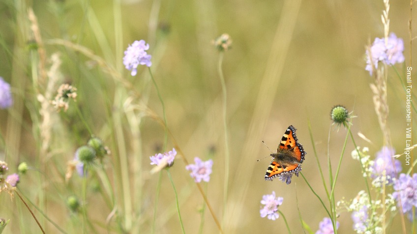 Are pesticides killing our butterflies?