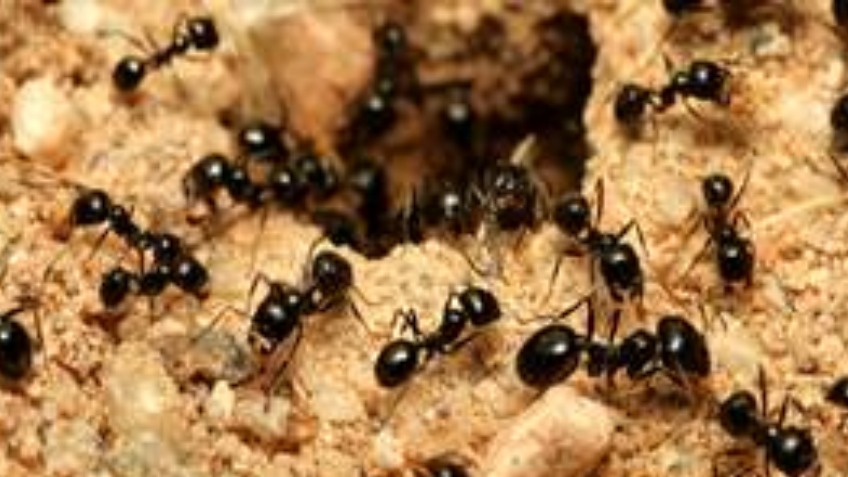 Ant World