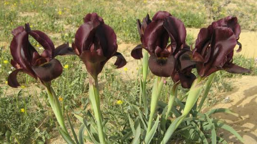 Plant Conservation Research Nursery