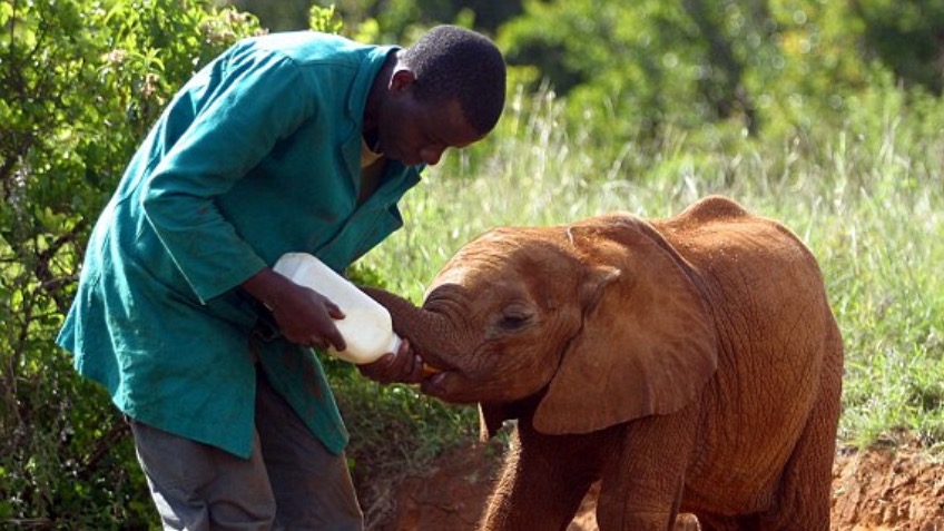 Shamwari Conservation Project