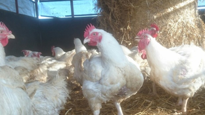 Tractor Died, Transplant required, Free Range Food