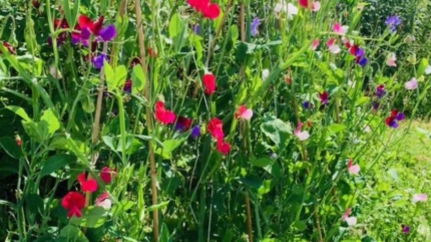The Biodynamic Garden