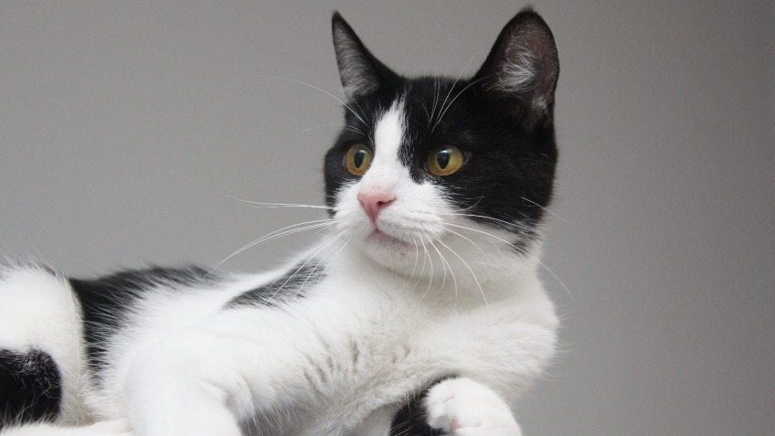 APPEAL FOR RESCUE CATS IN NEED