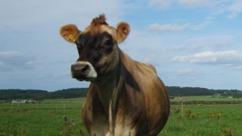 The Broon Coo Project