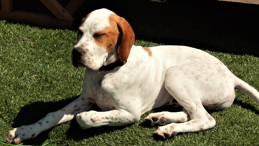Bucks Animal Care Center