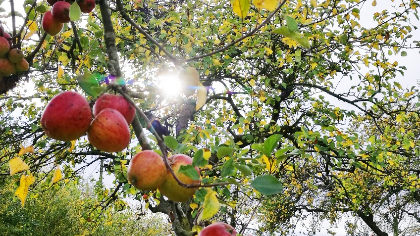 Cider in the City : Blossomtime Event