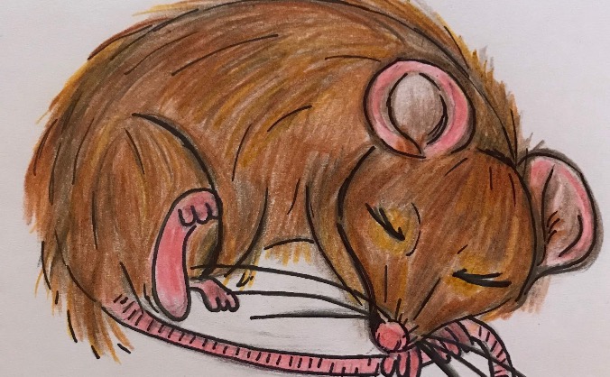 Get Cat and Mouse published