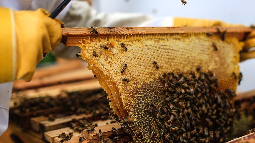 Worthing Honey Collective
