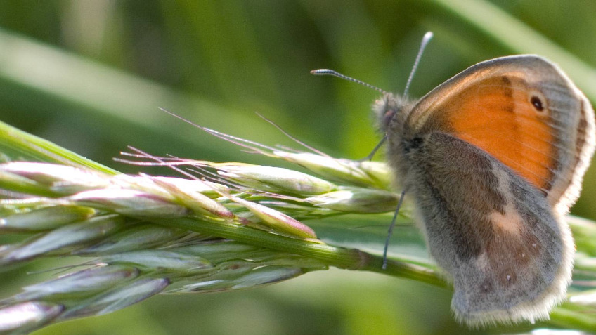 Protect Adlingfleet Common