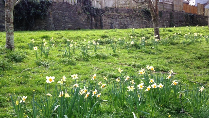Putting Nature back into Thanckes Park