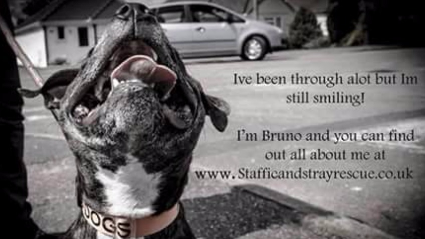 staffie and stray rescue