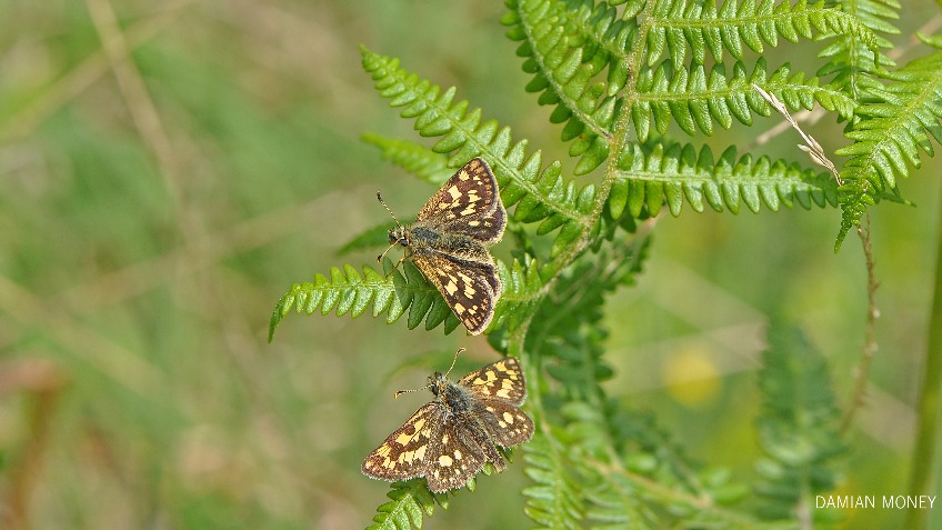 Help bring the Chequered Skipper home