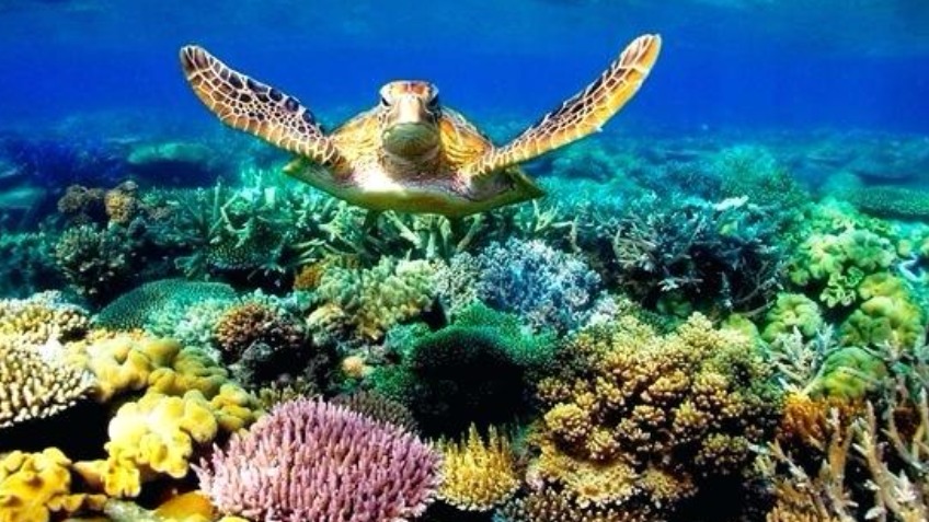 Reef Protection and Coral Planting