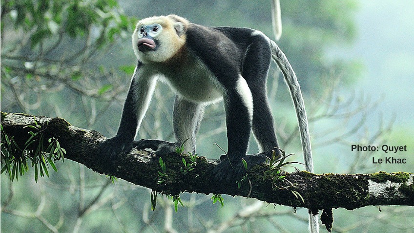 Can we save the Tonkin Snub-Nosed Monkey?