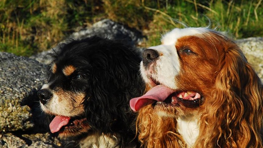 waggle tails cavalier rescue