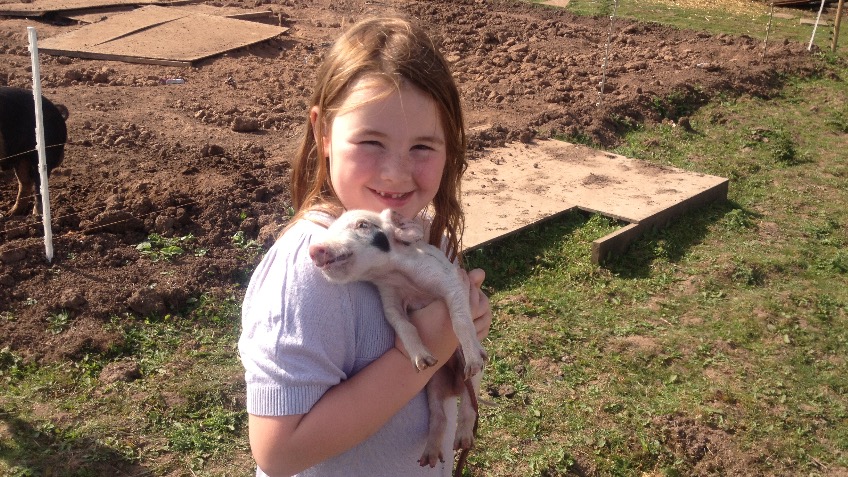 Blackthorn  rare breeds pigs in the woodland