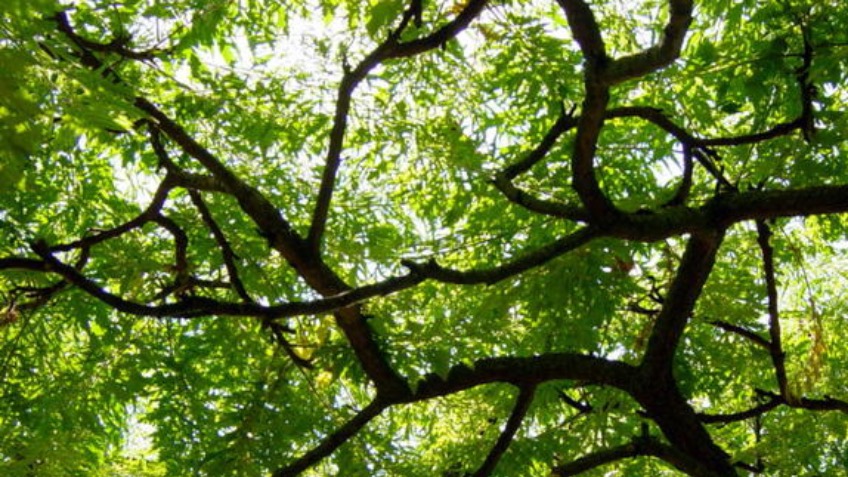 Counselling for Activists and Campaigners