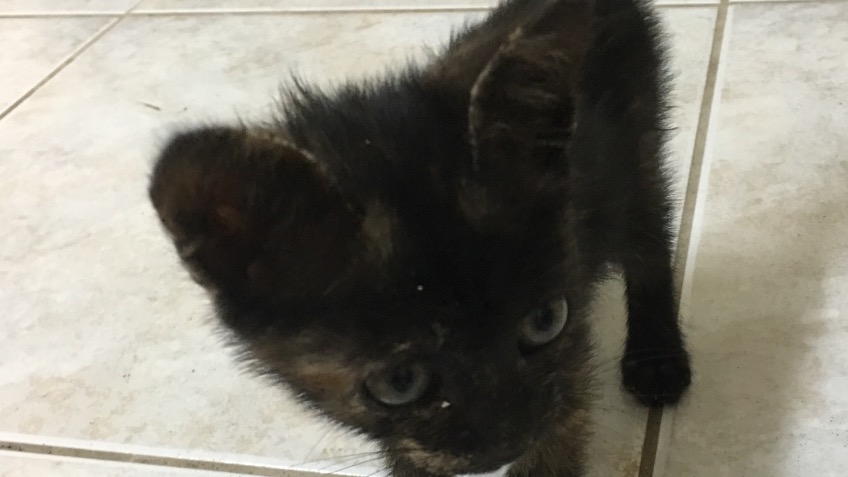 Save Tabitha, the kitten we rescued