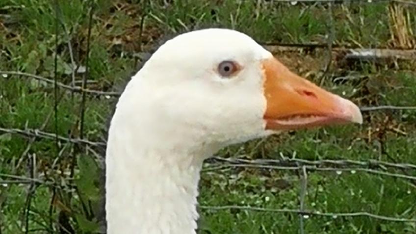 Rivendale