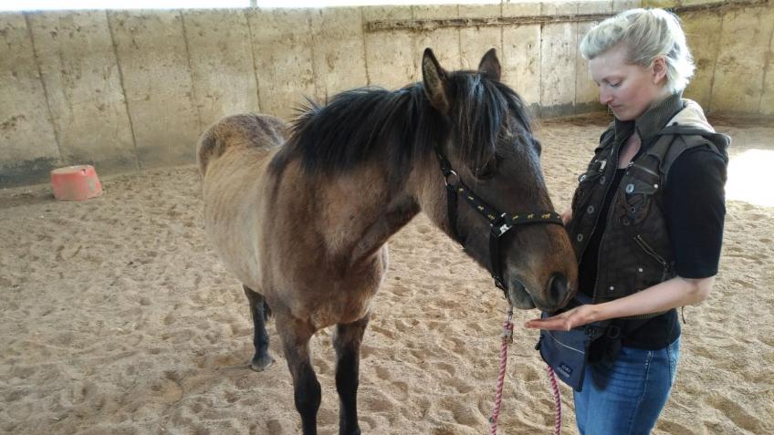 CREATING AN ENRICHED ENVIRONMENT FOR RESCUE HORSES