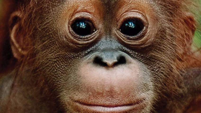 Morgans Sumatra Orangutan Conservation Expedition