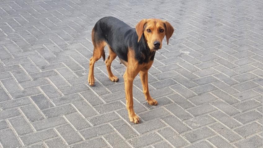 greek dog rescue mission to the uk.