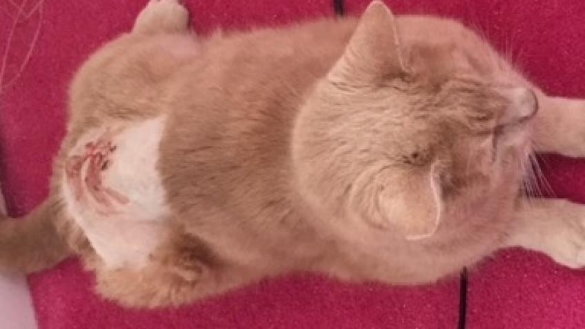Emergency Surgery to remove bullet from cats spine
