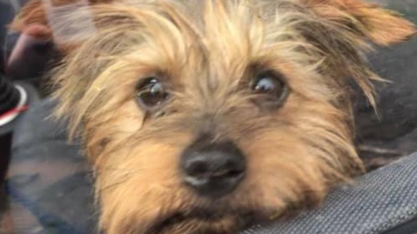 Barney The Yorkie A Personal Causes Crowdfunding Project In Barnacle By Leisha Bond