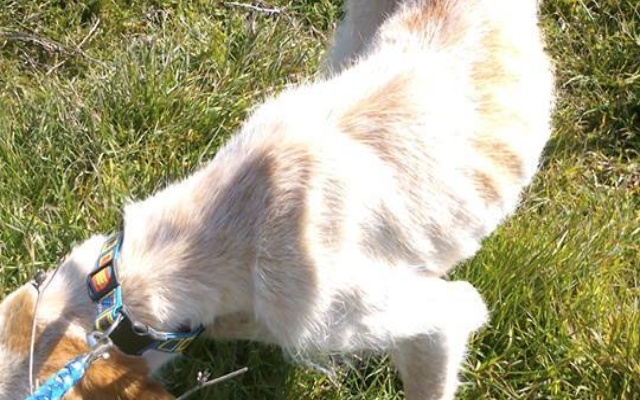 A New Life for Cleo