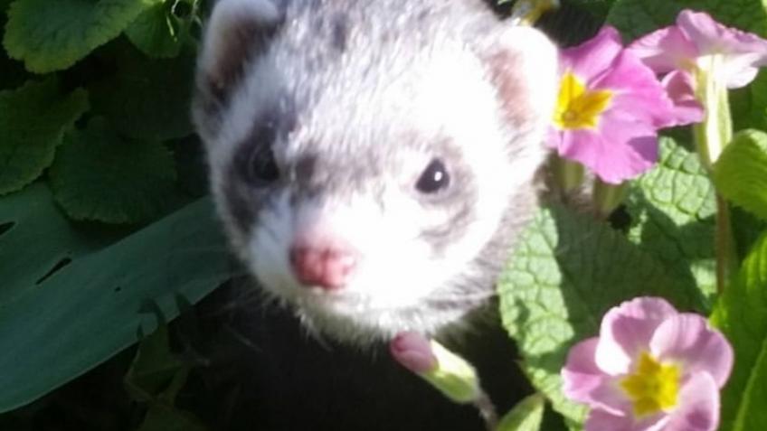 Help save Sheamus the ferret