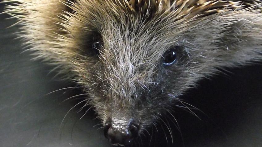 Hampshire Hedgehogs