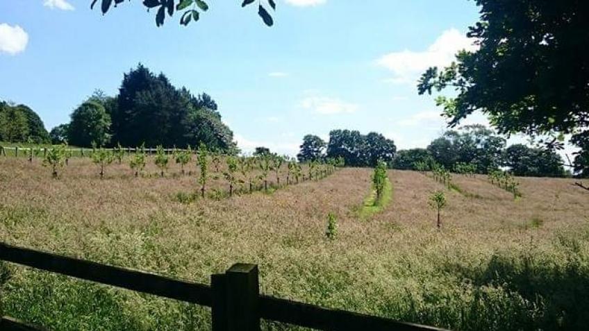 Create a Wildflower Meadow near Macclesfield