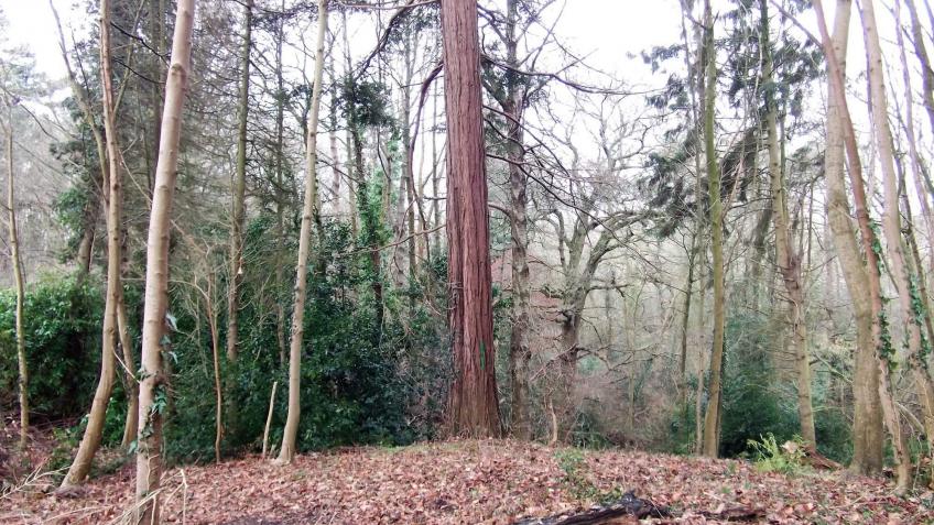 Save Marlhill Copse
