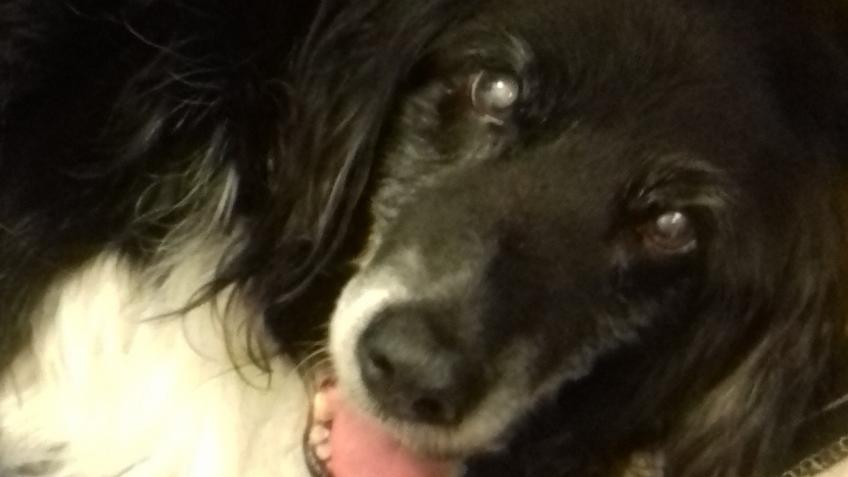 Bob's vet bills