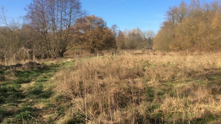 Avon Needs Trees: Starting with the Marden Valley